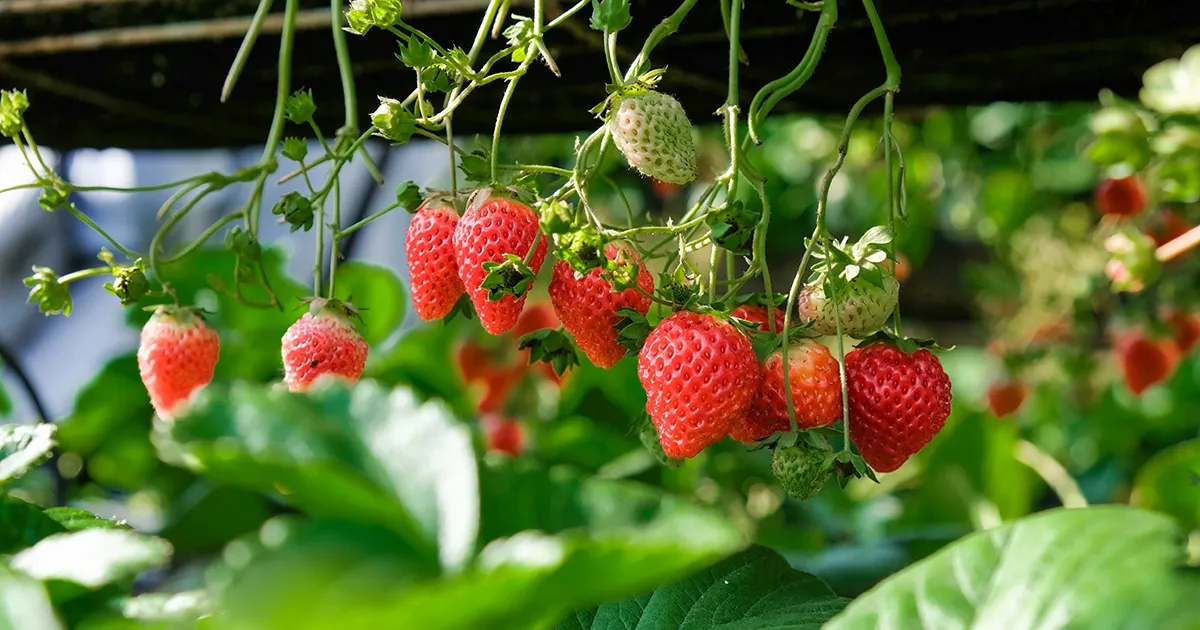 Le Royaume des fraises