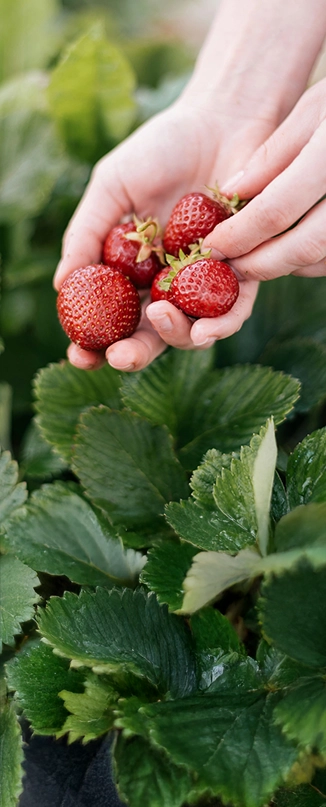 Fraises en culture dans une serre
