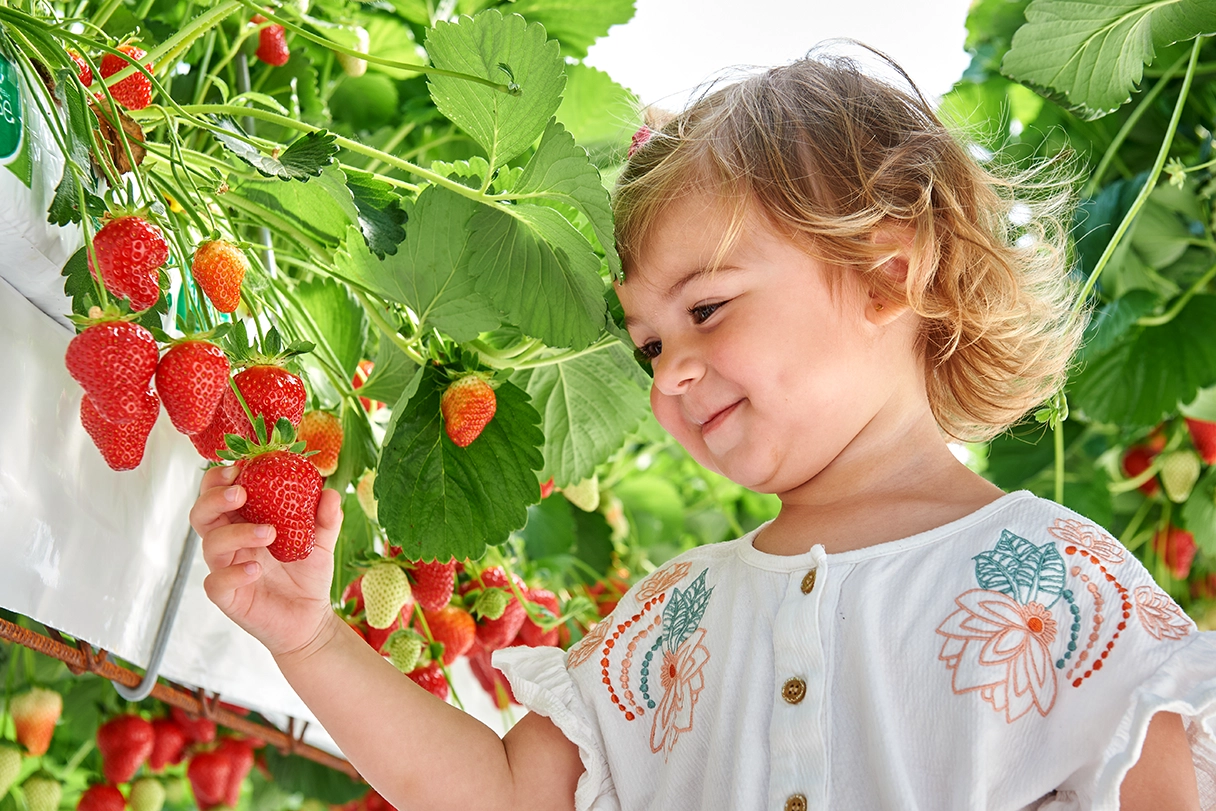Culture de fraises